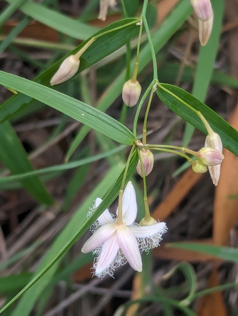 Wombat Berry From Groomsville Qld Australia On January At