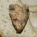 Hypenodinae - Photo (c) Roger C. Kendrick, todos los derechos reservados