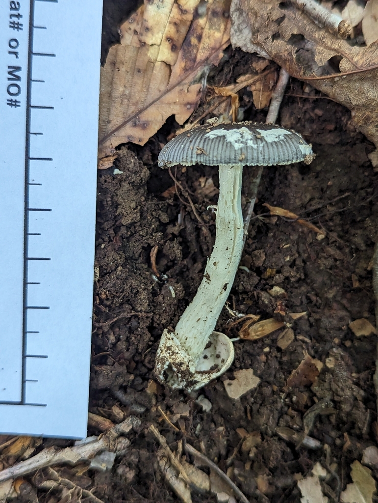 Amanita Sect Vaginatae From Nitro Wv Usa On August At