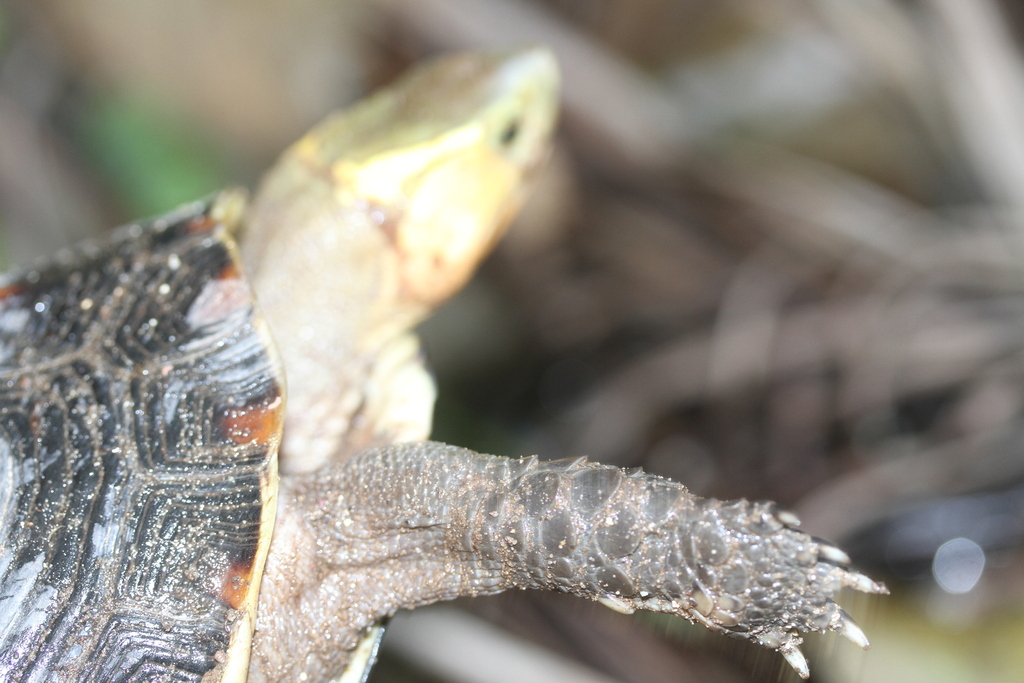 Ryukyu Yellow Margined Box Turtle In October By Peterraskmoller