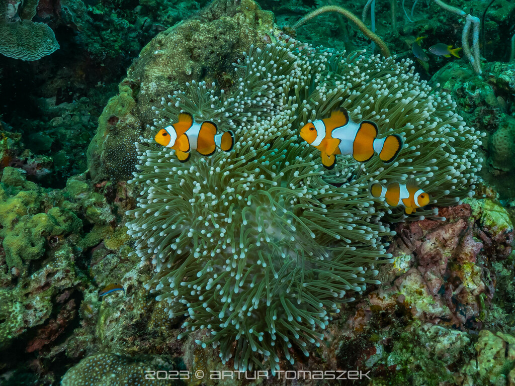 Ocellaris Anemonefish In December 2023 By Artur Tomaszek INaturalist