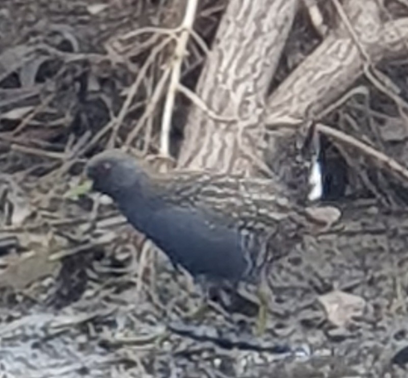 Australian Crake From Ararat Vic Australia On January At