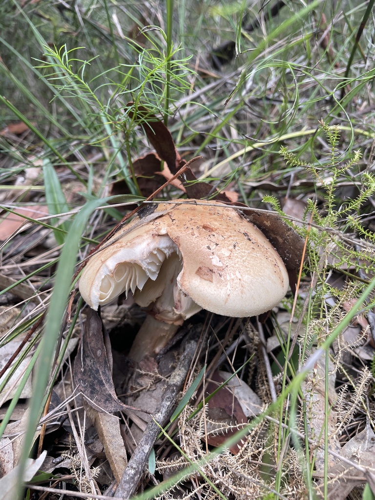 Ocher Gilled Barefoot Lepidella From Strickland State Forest Somersby