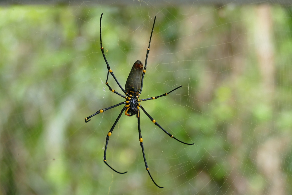 Giant Golden Orbweaver From Babinda Boulders 1 Munro St Babinda QLD