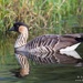 Hawaiian Goose - Photo (c) Judd Patterson, all rights reserved, uploaded by Judd Patterson