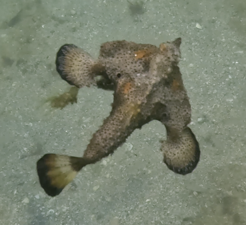 Polka Dot Batfish From Riviera Beach FL USA On January 7 2024 At 11