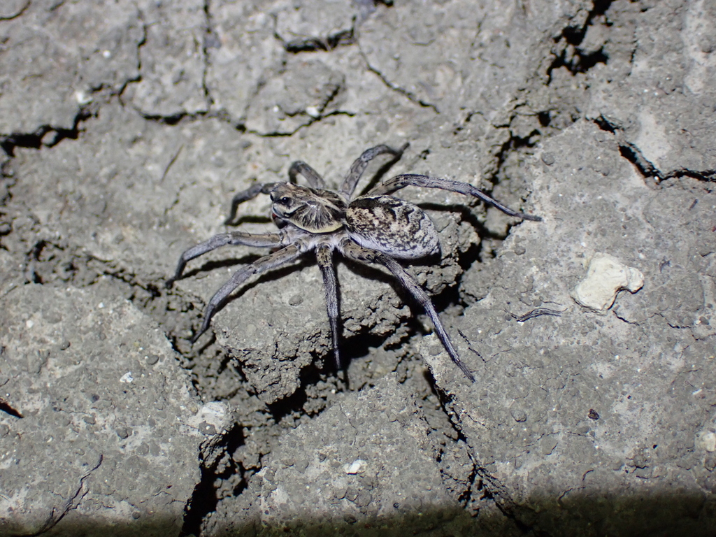 Union Jack Wolf Spiders From Melbourne VIC Australia On January 11