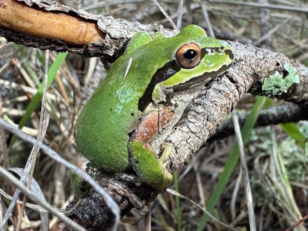 Sierran Tree Frog From San Francisco Peninsula Watershed Burlingame