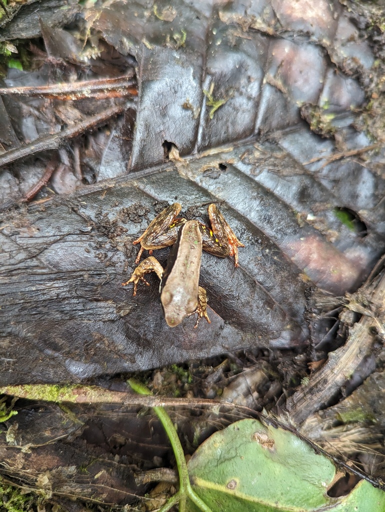 Brilliant Forest Frog From Provincia De Guanacaste Tilar N Costa Rica