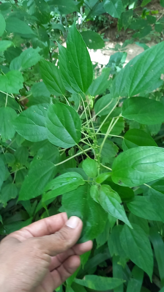 Three Seeded Mercuries From C F F Santiago De Tol Sucre Colombia