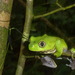 Big-eyed Frogs - Photo (c) tleuteritz, all rights reserved, uploaded by tleuteritz