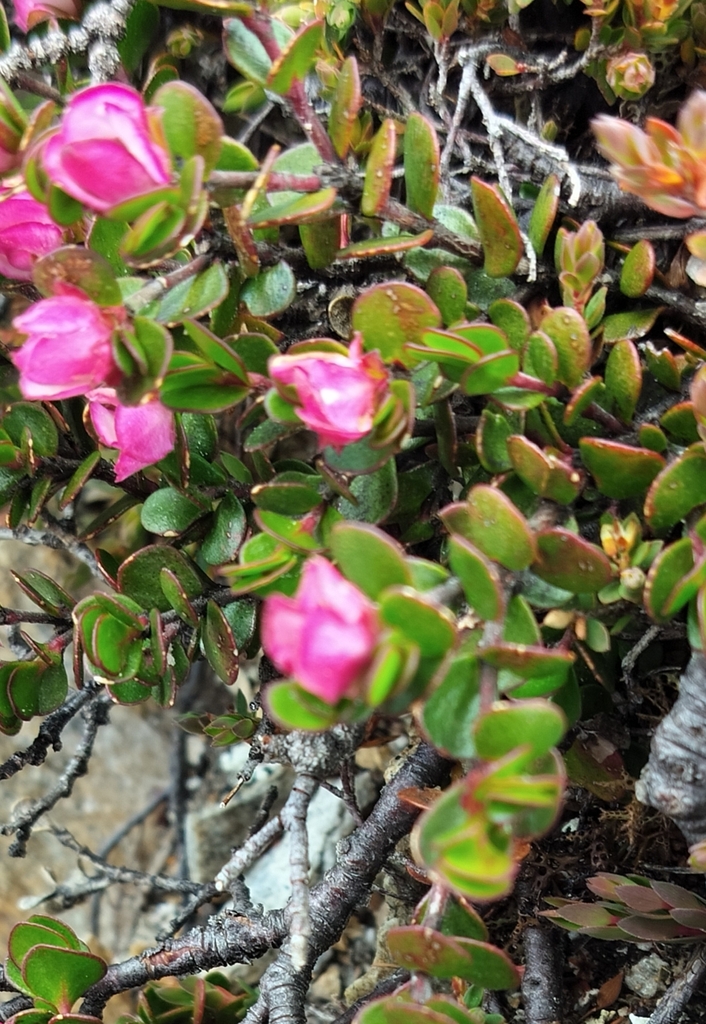 Boronia Rhomboidea From Cradle Mountain TAS 7306 Australia On January