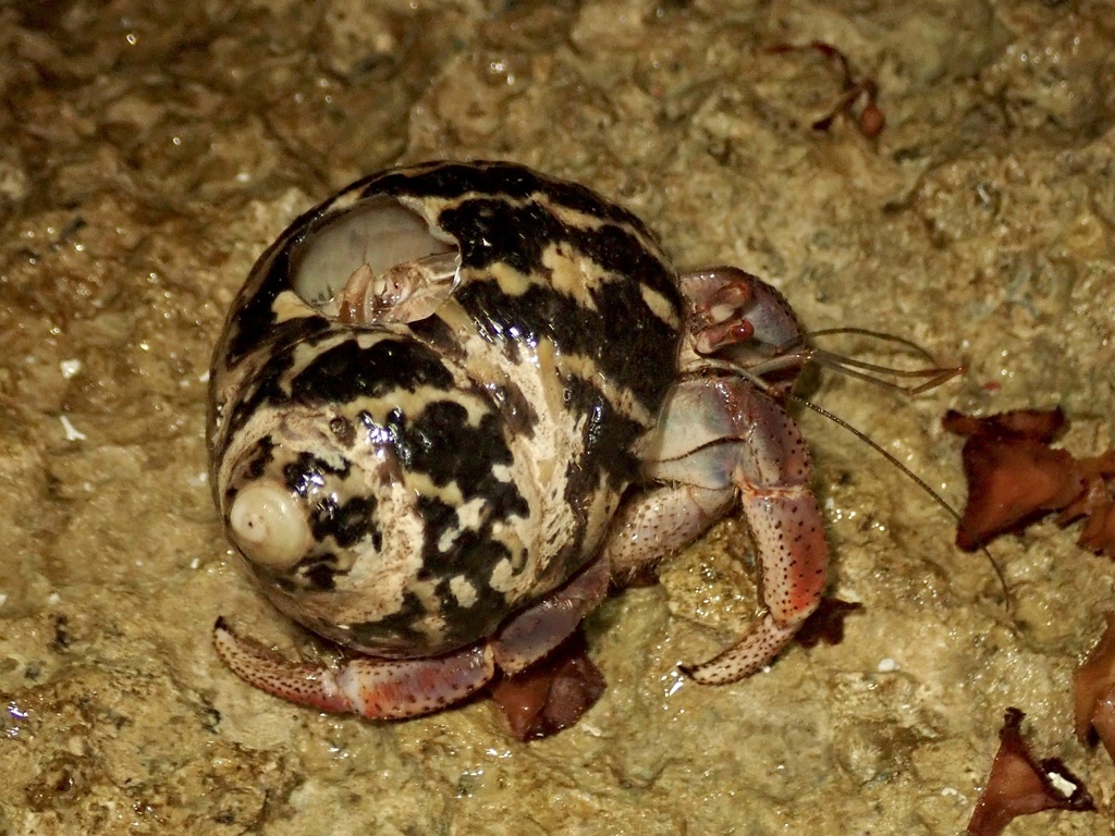 Caribbean Land Hermit Crab From Mx On January At Pm By