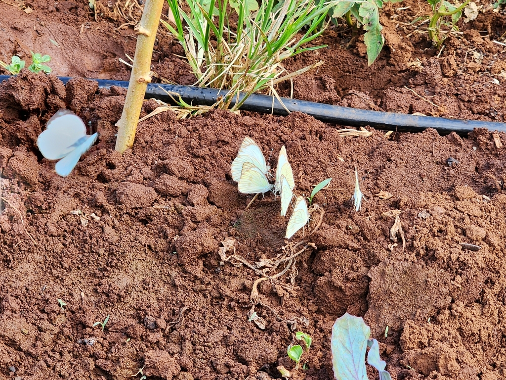 Whites Yellows And Sulphurs From Rio Pinheiro Mari Polis Pr