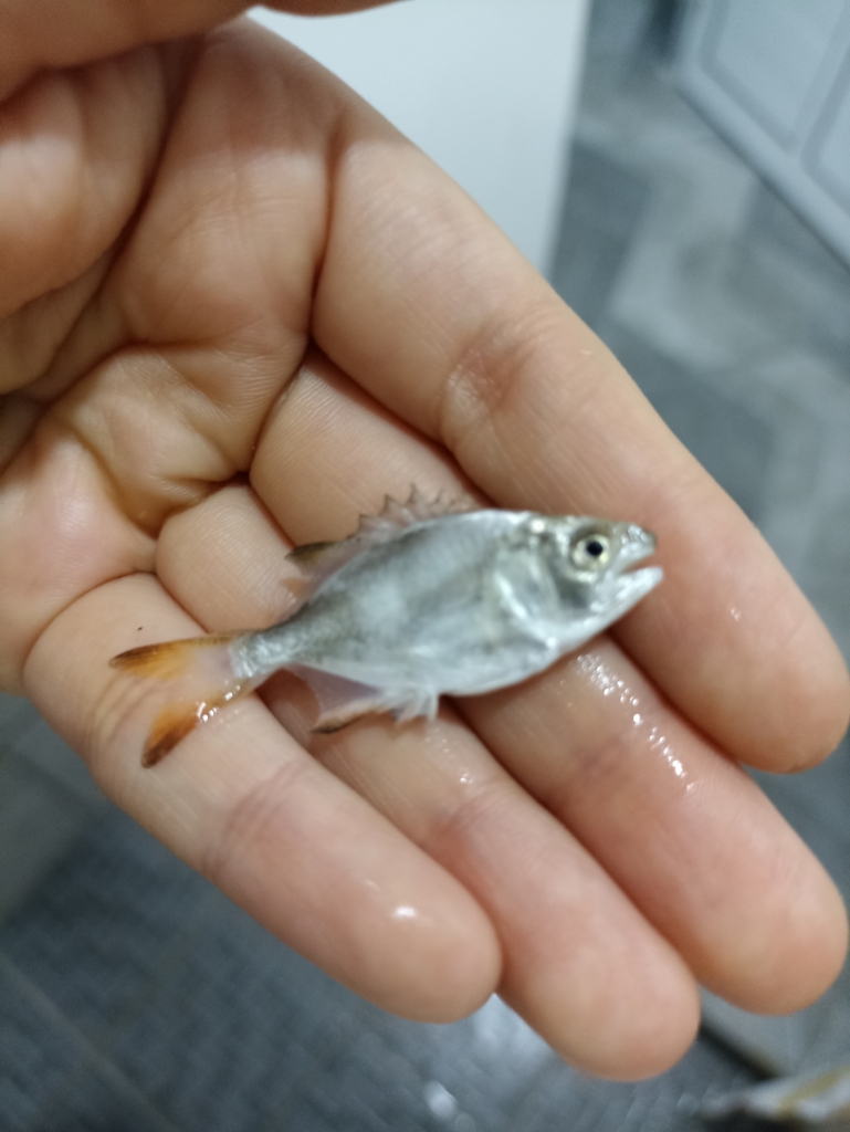 Gafftopsail Pompano From Playa Bacocho Esmeralda 71983 Puerto