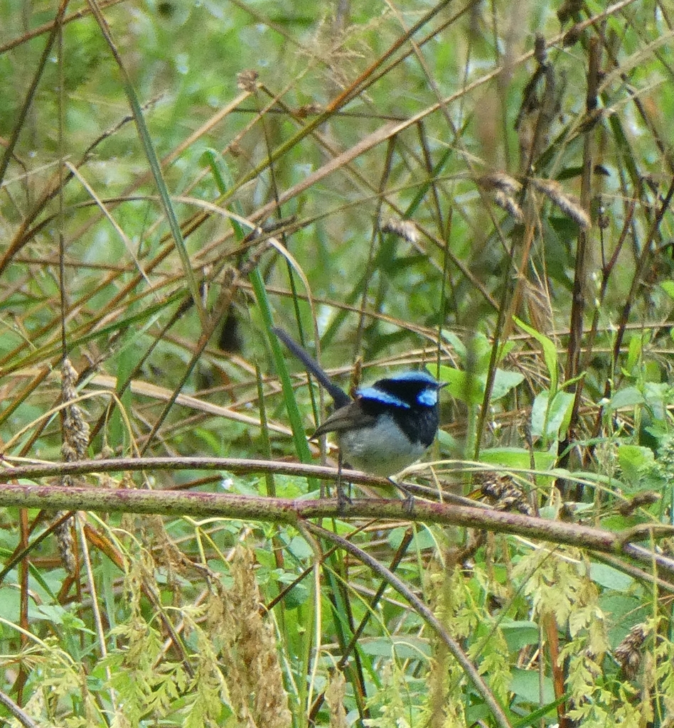 Superb Fairywren From Bright VIC 3741 Australia On January 25 2024 At