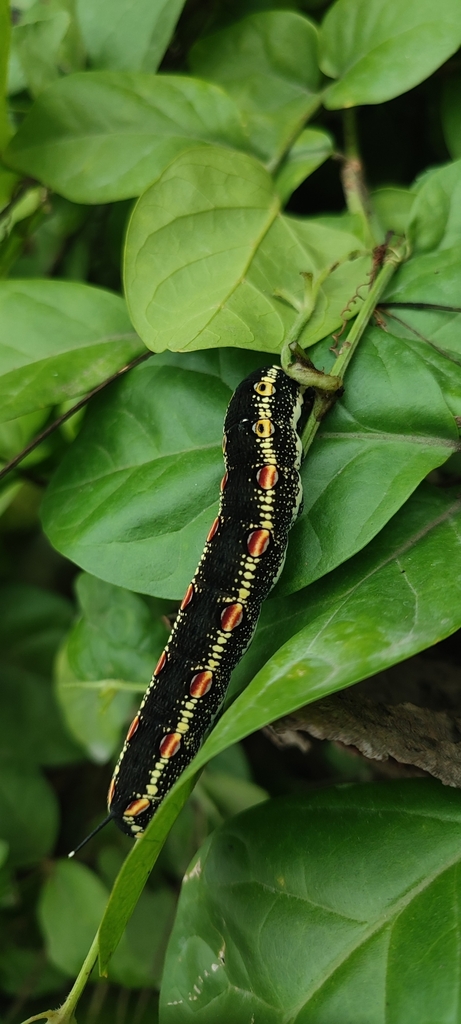 White Banded Hunter Hawkmoth From Amed Beach On January 26 2024 At 03