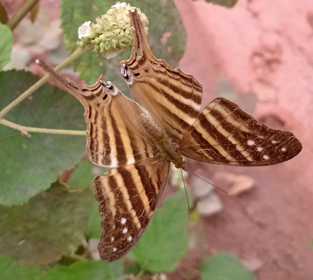 Many Banded Daggerwing From Benfica Benevides PA Brasil On January