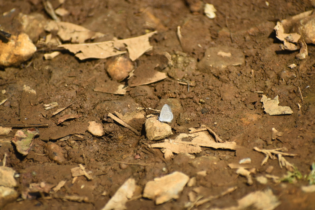 Tiny Grass Blue From Tamhini Maharashtra India On January 26 2024 At