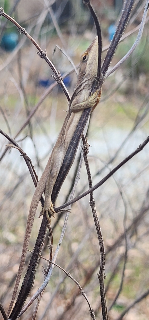 Green Anole From Raleigh Nc Usa On January At Pm