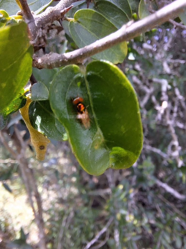 Microchrysa bicolor from Feliciano Entre Ríos Argentina on January 30