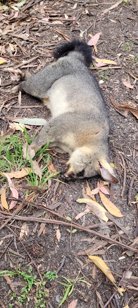 Common Brushtail Possum From Selby VIC 3159 Australia On February 1