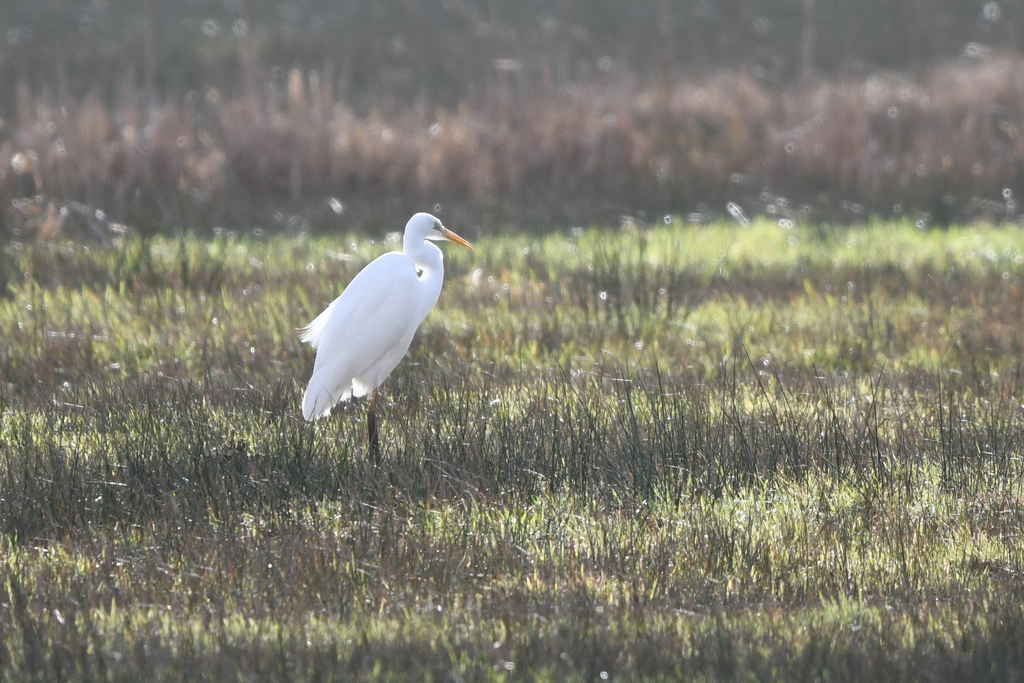 Great Egret From Renkum Netherlands On February At Pm By