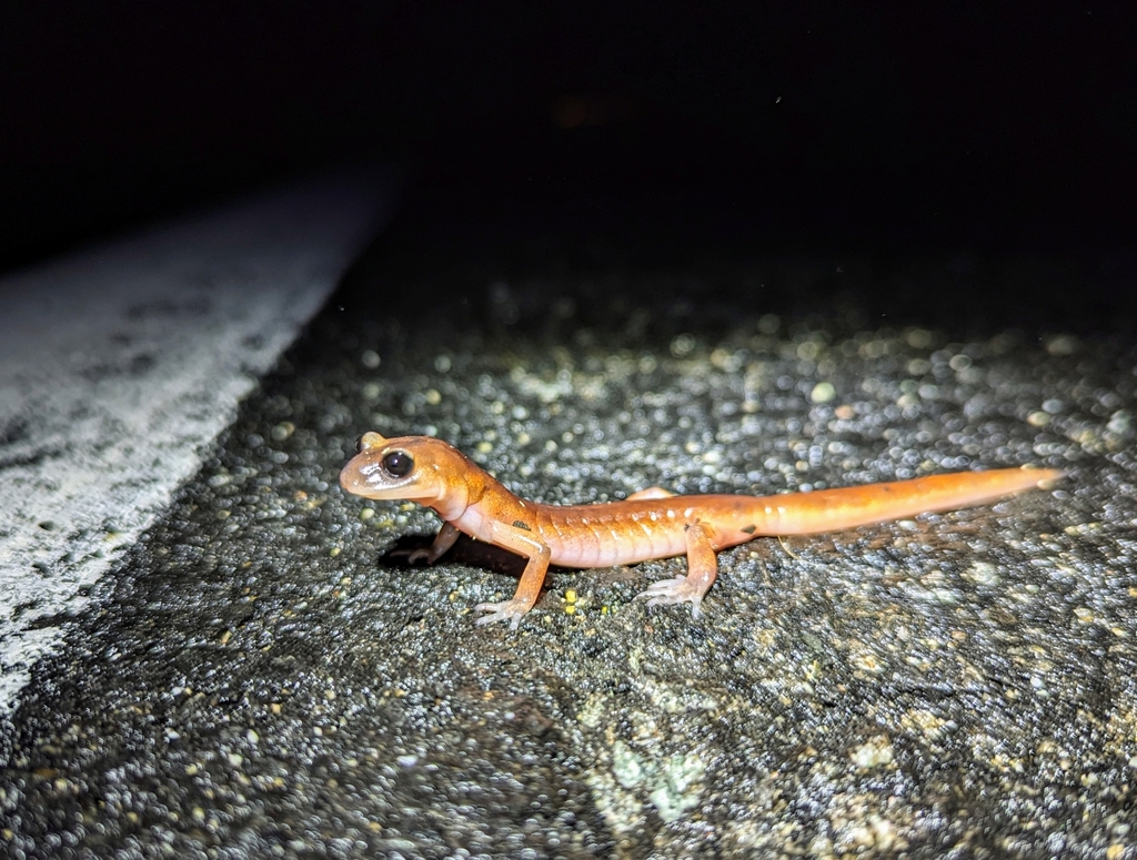 Monterey Ensatina In February 2024 By Matt Gruen INaturalist