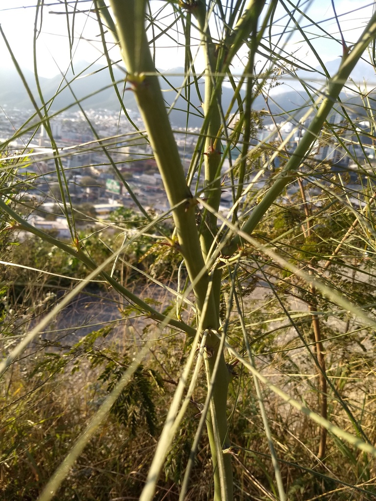 Retama desde Burócratas Municipales Monterrey N L Mexico el