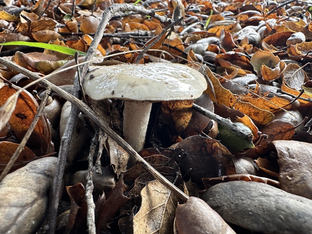 Common Gilled Mushrooms And Allies From Ridge Creek Rd Valley Center