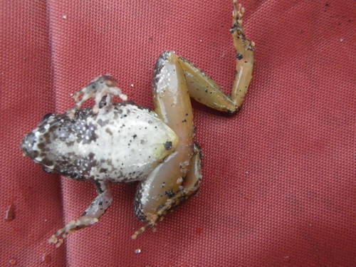 Phrynobatrachus africanus · iNaturalist Canada