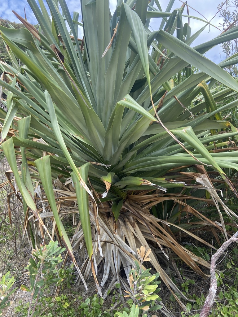 Thatch Screwpine From Booti Booti National Park Forster Nsw Au On