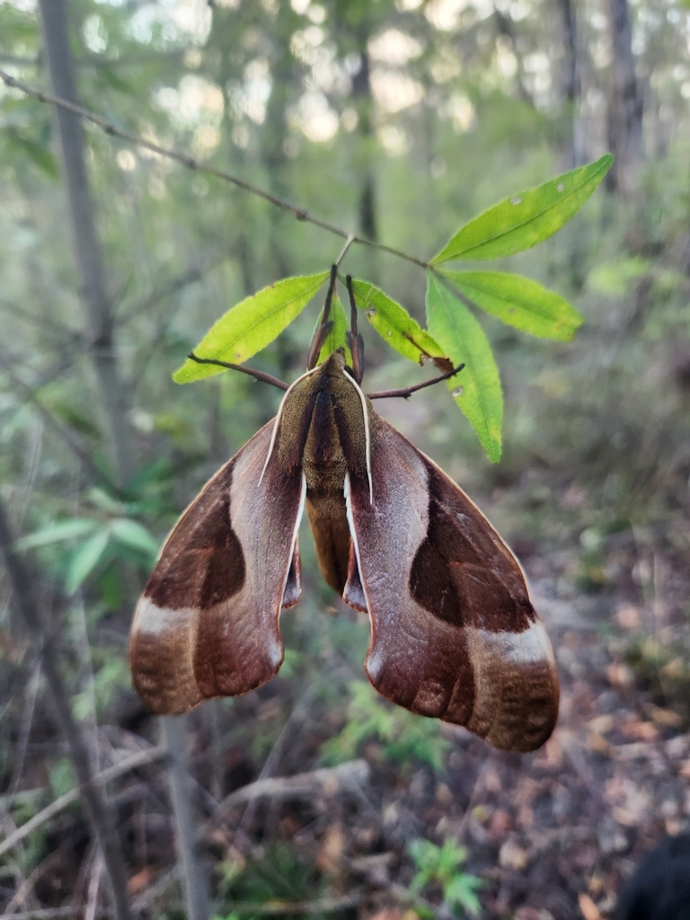 Double Headed Hawkmoth From Hazelbrook Nsw Australia On February