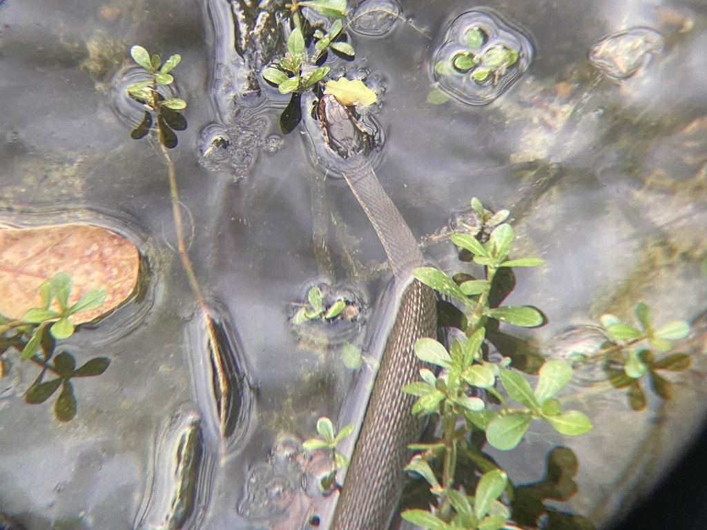 Plain Bellied Watersnake From Valdosta State University Valdosta GA