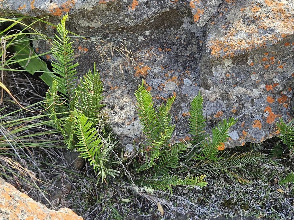 Pellaea Pectiniformis From Ehlanzeni South Africa On February