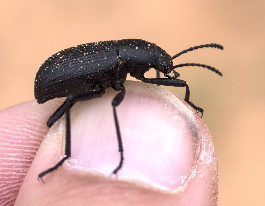 Melaneleodes From Arches National Park Grand County US UT US On