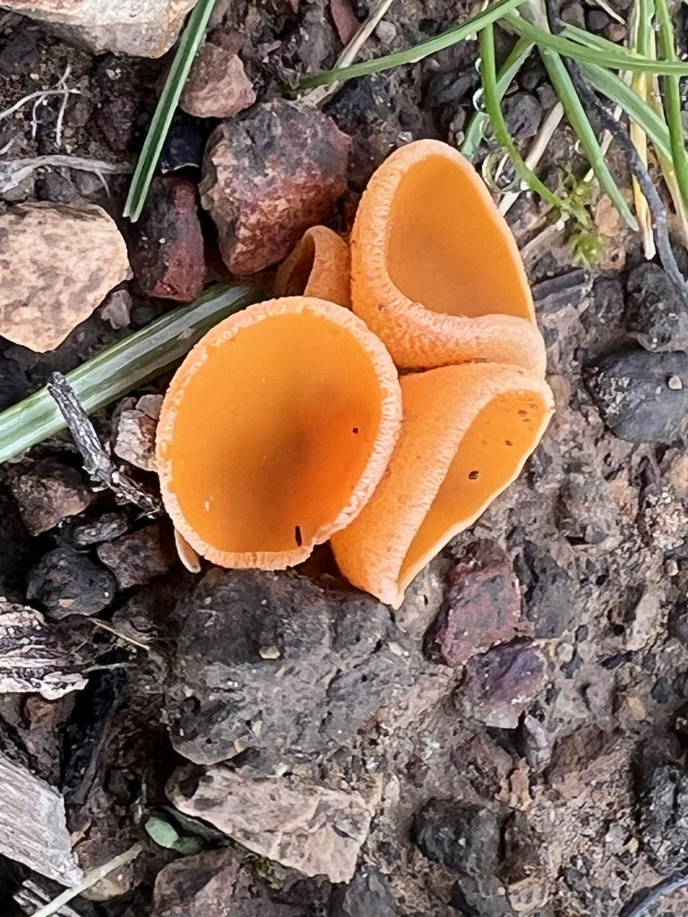 Orange Peel Fungus From San Mateo County CA USA On February 11 2024