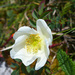 Rosa spinosissima - Photo (c) Tig, כל הזכויות שמורות