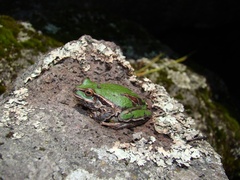 Small
