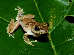 Small