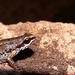 Deli Paddy Frog - Photo (c) benjamin, all rights reserved