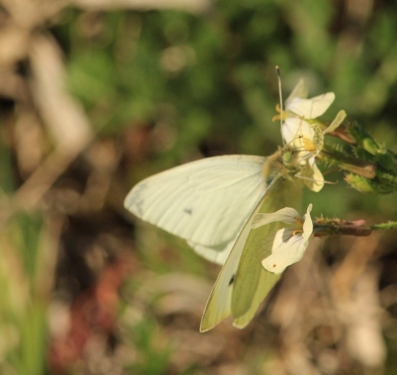 Small White from 28703 San Sebastián de los Reyes Madrid España on