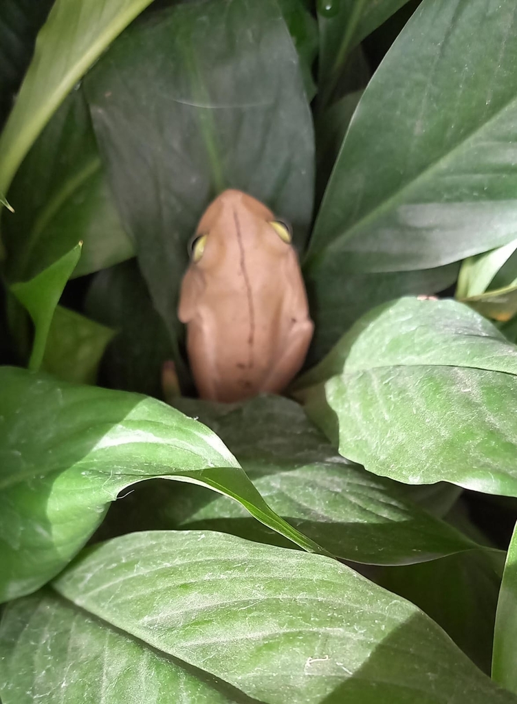 Banana Tree Dwelling Frog From Floridablanca Santander Colombia On