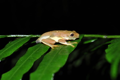 Small