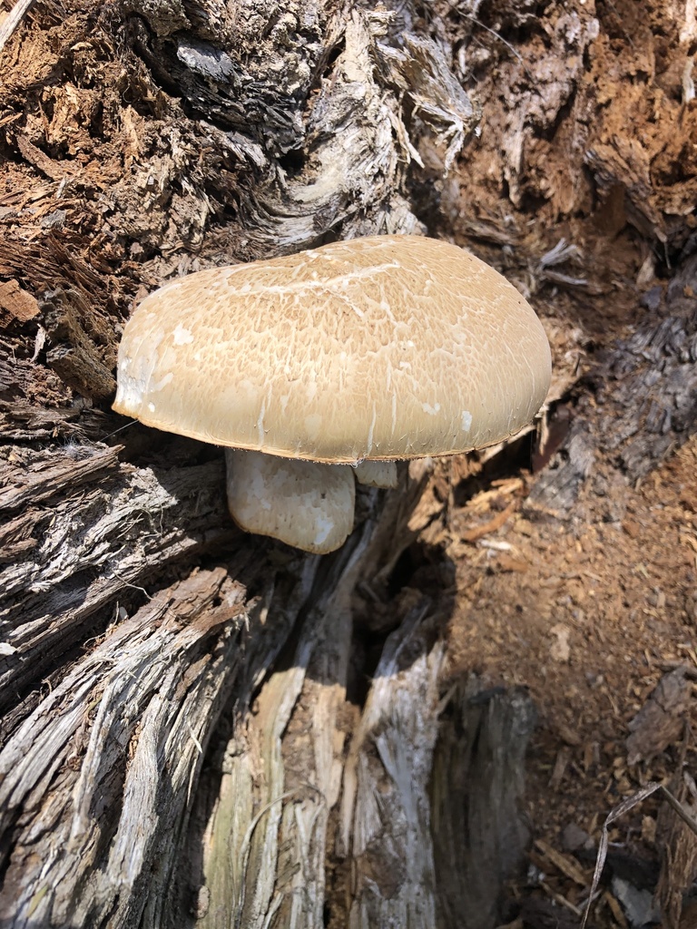 Common Gilled Mushrooms And Allies From North Island Huntly Waikato