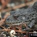 Gopher Frog - Photo (c) johnnybirder, all rights reserved