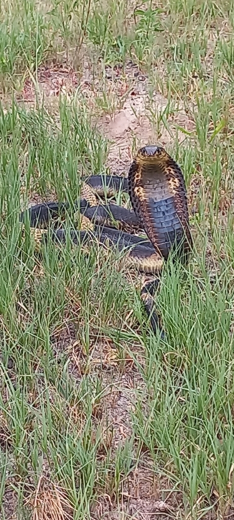 Snouted Cobra From Umzingwane Zimbabwe On February At