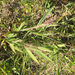 Panicum acuminatum fasciculatum - Photo (c) bretthall, todos los derechos reservados