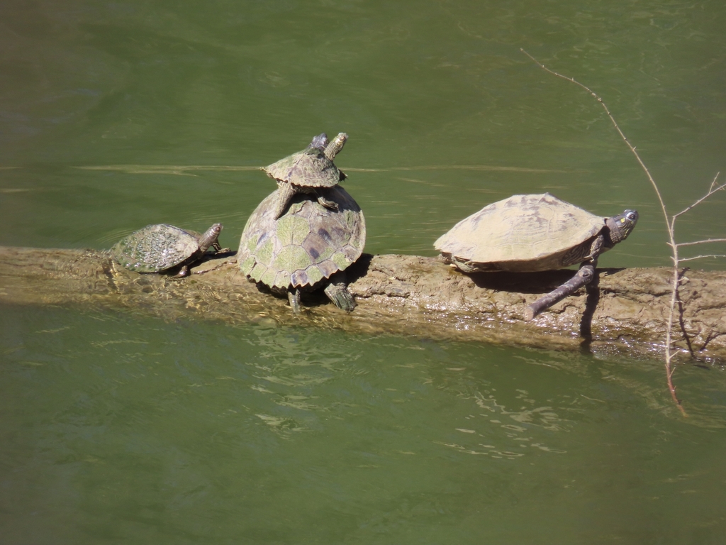 False Map Turtle In February By Charlie Mcneely Inaturalist