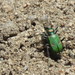 Audubon's Tiger Beetle - Photo (c) Eric R. Eaton, all rights reserved, uploaded by Eric R. Eaton